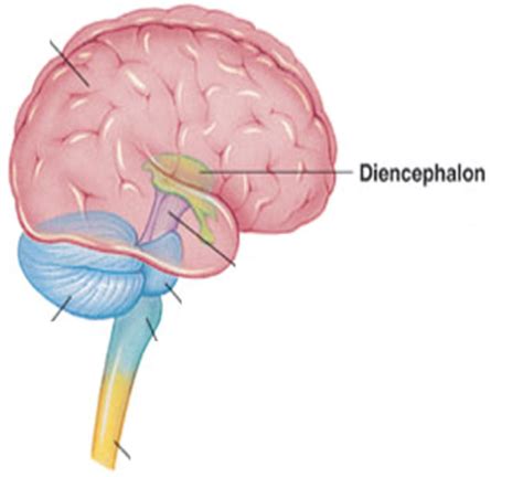 Diancephalon Brainstem And Cerebellum Flashcards Quizlet