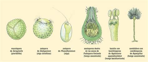 Aul Mbiental Ensfps M Laga Grado Octavo Reproducci N En Los Hongos