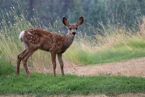 Chronic wasting disease found in B.C. deer for the first time - The Gateway