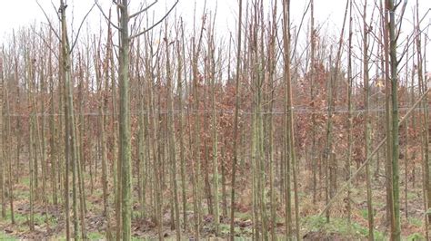 Pierre Re Oit Fr D Ric Vautravers Porteur Du Projet Un Arbre Pour La