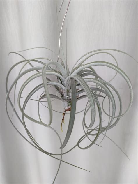 Tillandsia Crowning Glory Furniture Home Living Gardening Plants