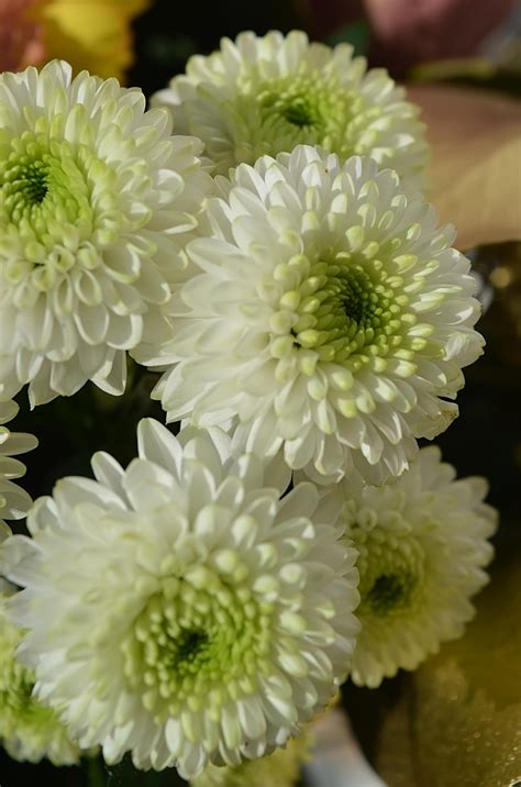 White Chrysanthemums Free Stock Photo Public Domain Pictures