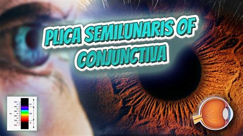 Plica Semilunaris Of Conjunctiva Your Eyeballs Eyntk 👁️👁️💉😳💊🔊💯