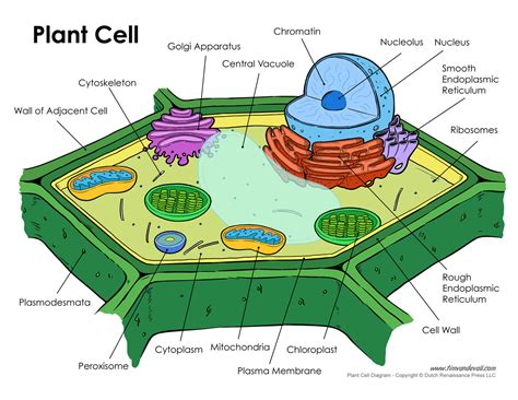 Plant Cell Diagram - Tim van de Vall