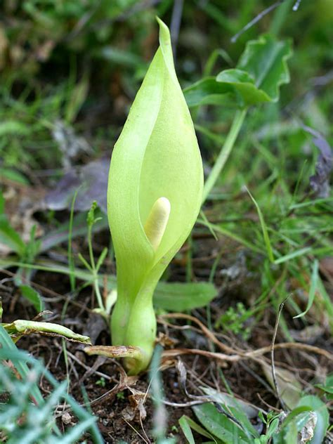 Arum Italicum Italian Arum World Of Flowering Plants