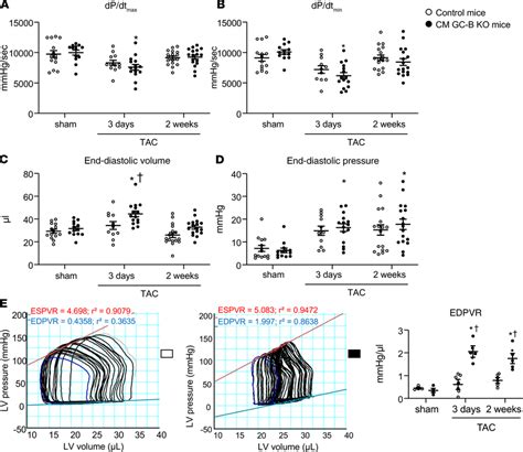 CM GC B KO Mice With TAC During 3 Or 14 Days Developed Mild Systolic