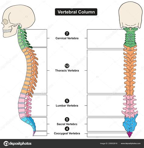 Anatom A De La Columna Vertebral Cuerpo Humano Nbkomputer