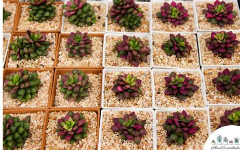 Anacampseros Rufescens - Grow, Care and Propagate - About Succulents