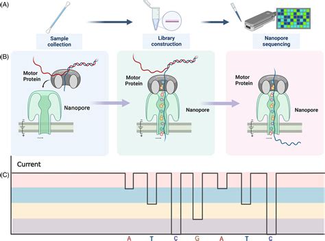 Nanopore Sequencing Technology And Its Applications Zheng 2023