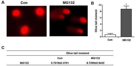 Mg132 Selectively Upregulates Micb Through The Dna Damage Response