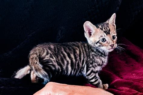 Silver Bengal Cats - Cats by Aluren Affordable Bengal Kittens, Show Quality Bengals and Breeder ...