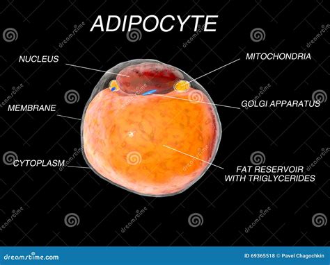 Células Gordas Del Tejido Adiposo Adipocytes Organismo Humano Interior Aislante Stock De