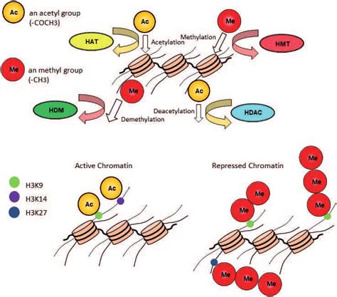 The mechanisms of histones modification. | Download Scientific Diagram 