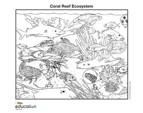 Printable Ecosystem Coloring Pages Landynecsanders