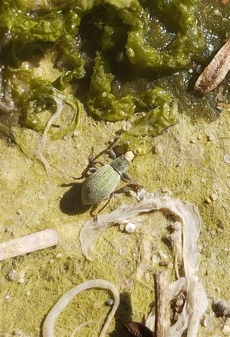 Pachyrhinus Lethierryi From Aradas Portugal On May At