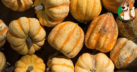 Can Dogs eat Squash or are there any risks? - Dog Health Coach