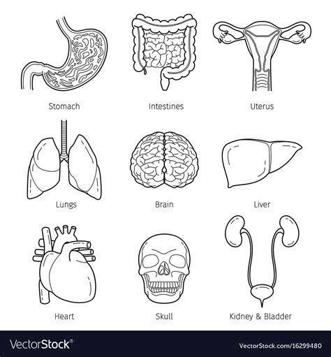 Human Internal Organs Outline Objects Icons Set Vector Image