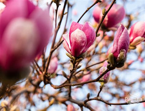 Magnolia Wiosenna Kr Lowa Ogrodu