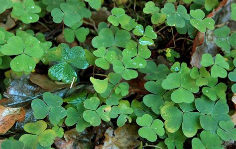 Wood sorrel: Foraging for culinary and medicinal use - BritishLocalFood