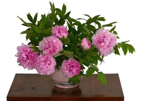 Growing Peonies in Pots – A Ultimate Guide - Plantglossary