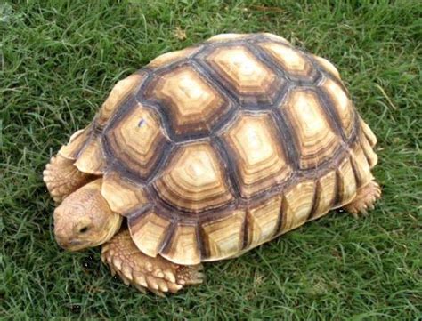 Can African Spur Thighed Tortoises Recognize Their Owners Reptile