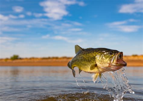 Werden Fische Durch Den Klimawandel Kleiner