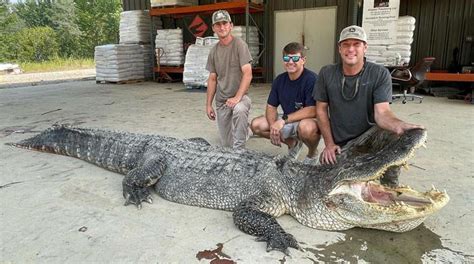 Mississippi Hunters Capture Record 14ft Long Monster Gator Weighing