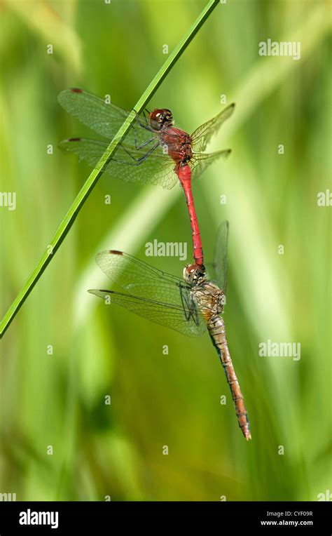 Mating Ruddy Darter Sympetrum Sanguineum Dragonflies Stock Photo Alamy