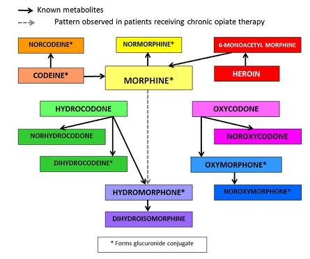 Medical Pharmacology Opioids