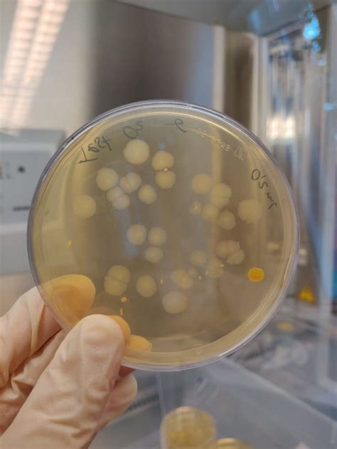 Why Does Staphylococcus Aureus Form Cloudy White Colonies On Tsa At