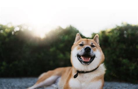 Shiba Inu Shib Brace For Potential Breakout Amid Surged Shibarium