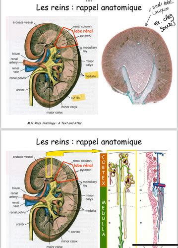 Histologie du système urinaire Flashcards Quizlet