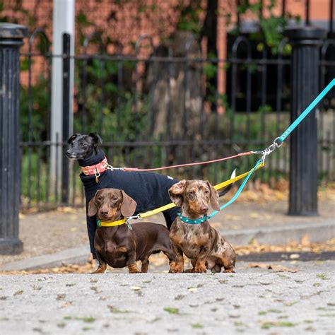 Wooftown Split Dog Lead Multiple Dogs As Featured In Vogue