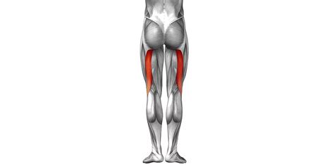 Biceps Femoris Anatomy Origin Insertion Action Off