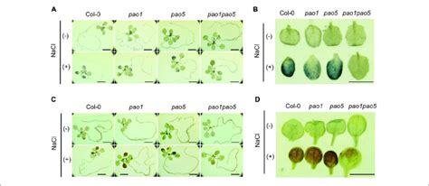 Histochemical Analysis Of O 2 − Ab And H 2 O 2 Cd Accumulation