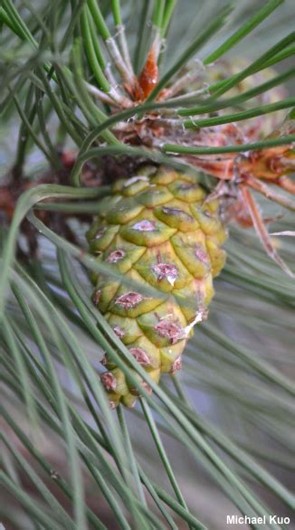 Pinus Resinosa Red Pine At Mushroomexpertcom