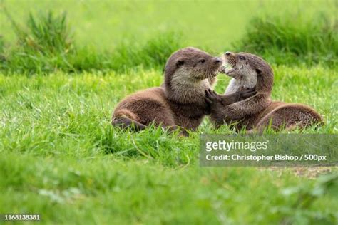 River Otters Playing Photos and Premium High Res Pictures - Getty Images