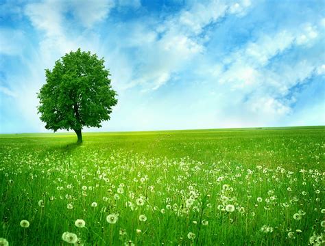 79 Green Landscape Wallpaper Hd Pics MyWeb