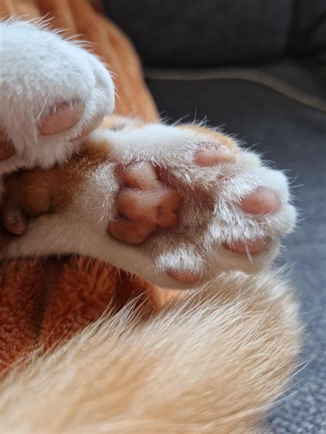 close  toebeans rtoebeans