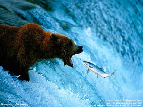 Bear-fish - National Geographic Photo (6901483) - Fanpop