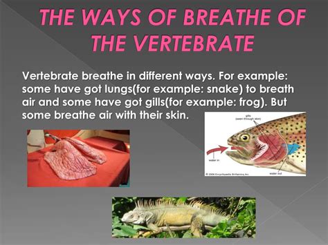 Ppt Vertebrate Characteristics Powerpoint Presentation Free Download Id 2269520