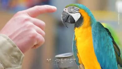 Common Parrot Body Language Signals And What They Mean Where Pets