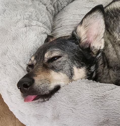 Sleepy Derp Gag