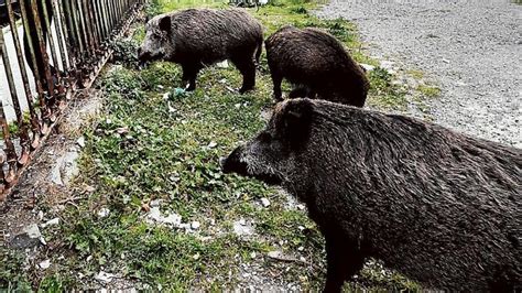 Peste suina a Genova Gratarola È accertata la presenza del virus