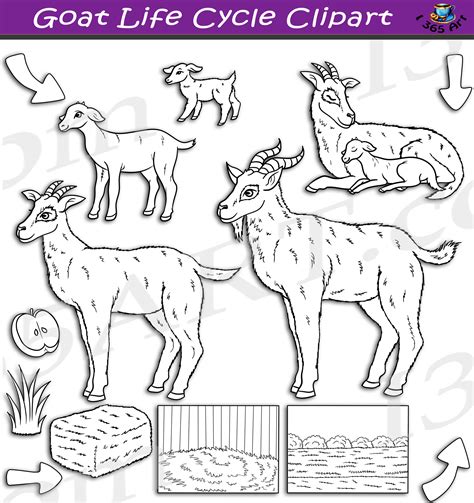 Goat Life Cycle Clipart Set Download - Clipart 4 School