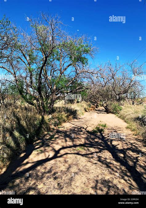 Arizona desert trees hi-res stock photography and images - Alamy