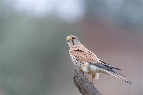 Premium Photo Common Kestrel European Kestrel Eurasian Kestrel Or Old