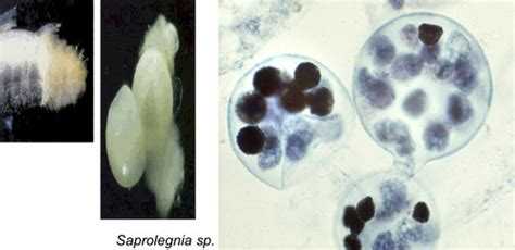 PRACTICAL LAB 1 BACTERIA PROTISTS AND FUNGI PT 4 Flashcards Quizlet