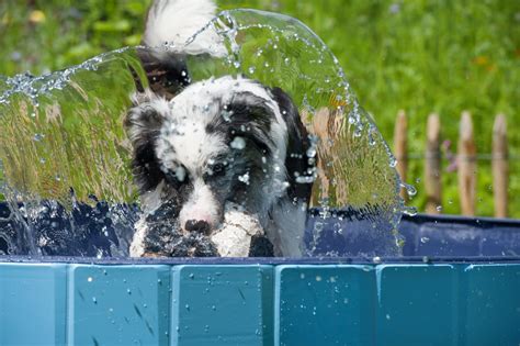 Hunde im heißen Sommer Diese Tipps bringen Abkühlung bei Hitze