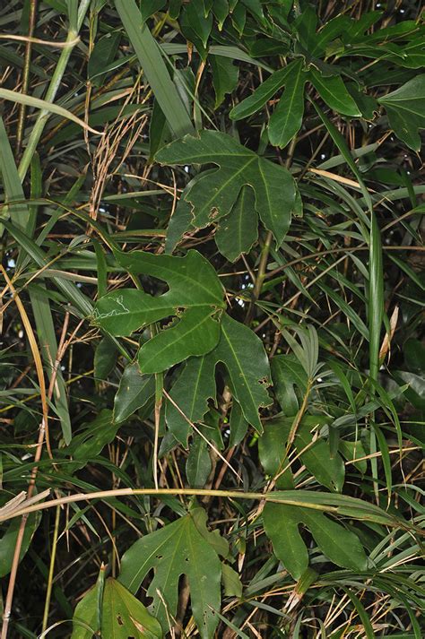 Dendropanax Trifidus Araliaceae Image At Phytoimages Siu Edu